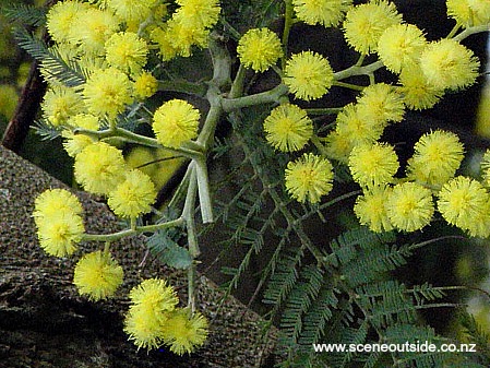 acacia-baileyana-1.jpg