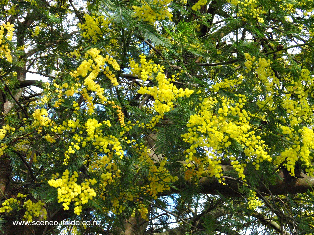 acacia-baileyana-2.jpg