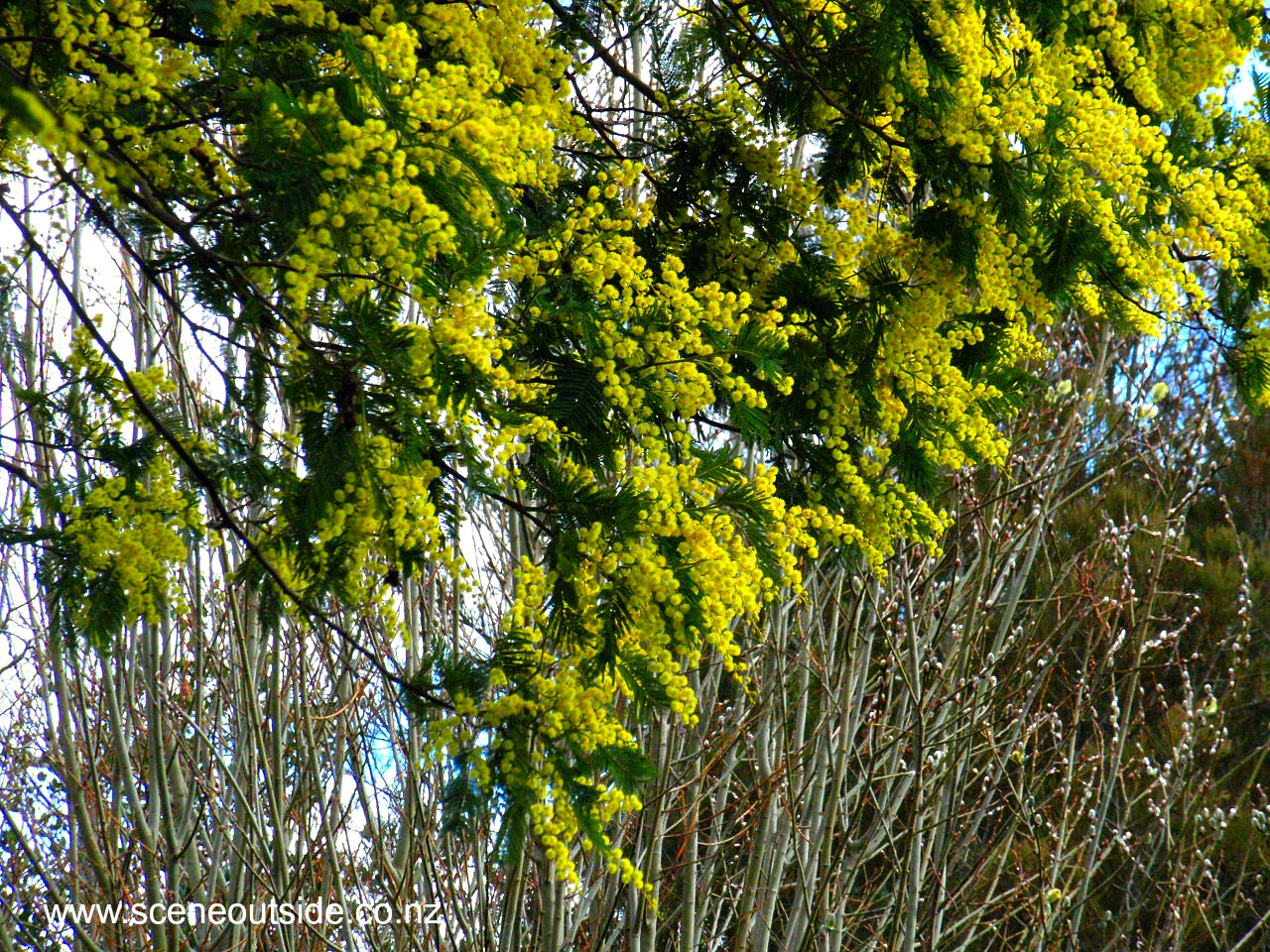 acacia-baileyana.jpg