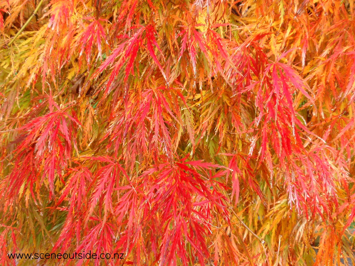 acer-autumn.jpg