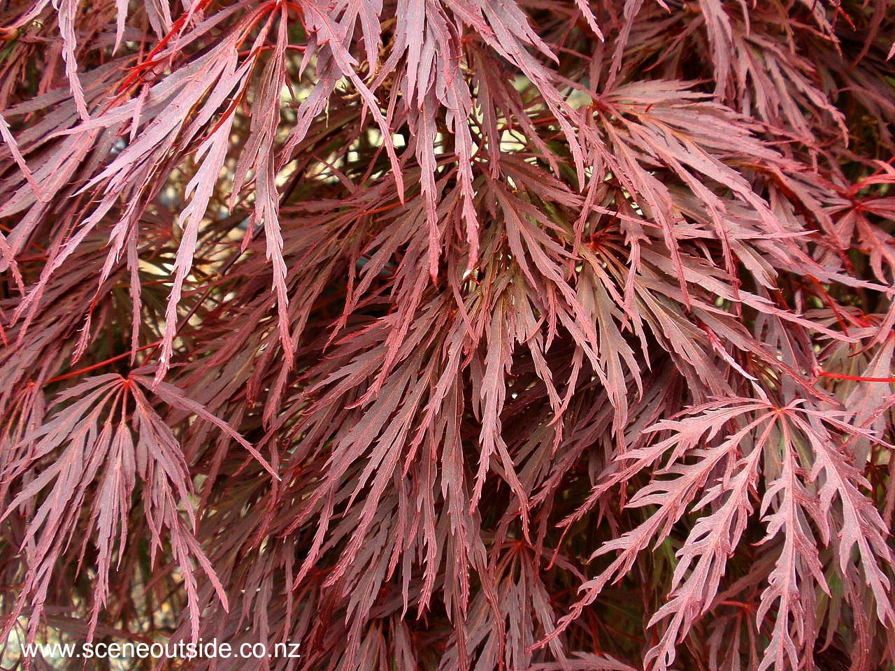 acer-palmatum-dissectum-crimson-queen.jpg