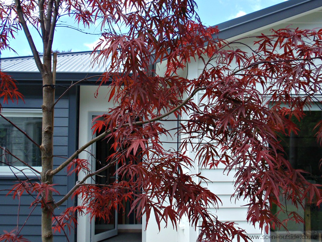 acer-palmatum-beni-otake.jpg