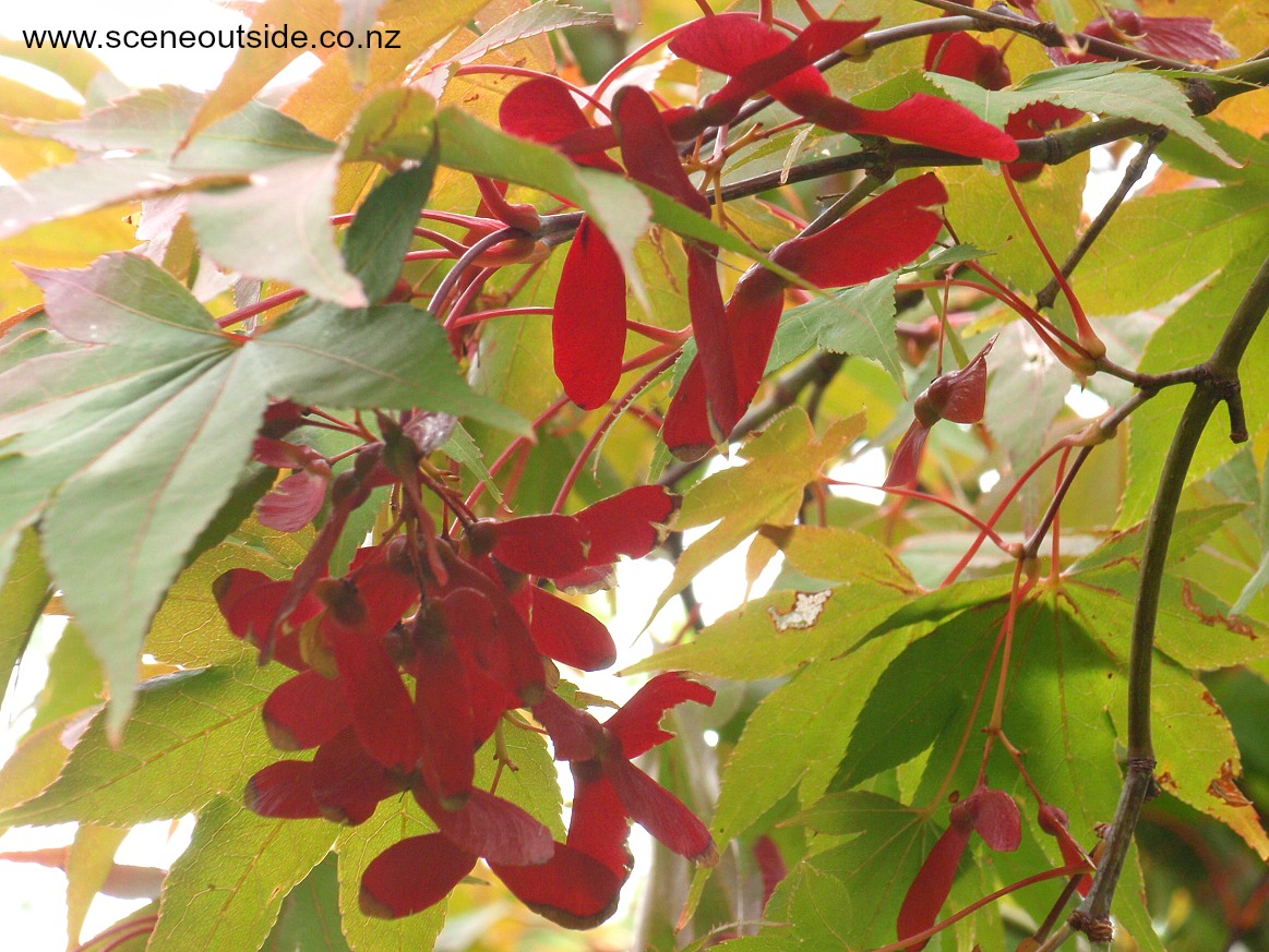 acer-palmatum-osakazuki.jpg