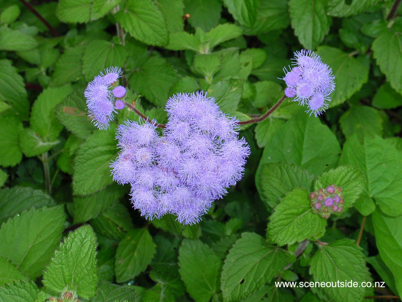 ageratum-houstonianum-1.jpg