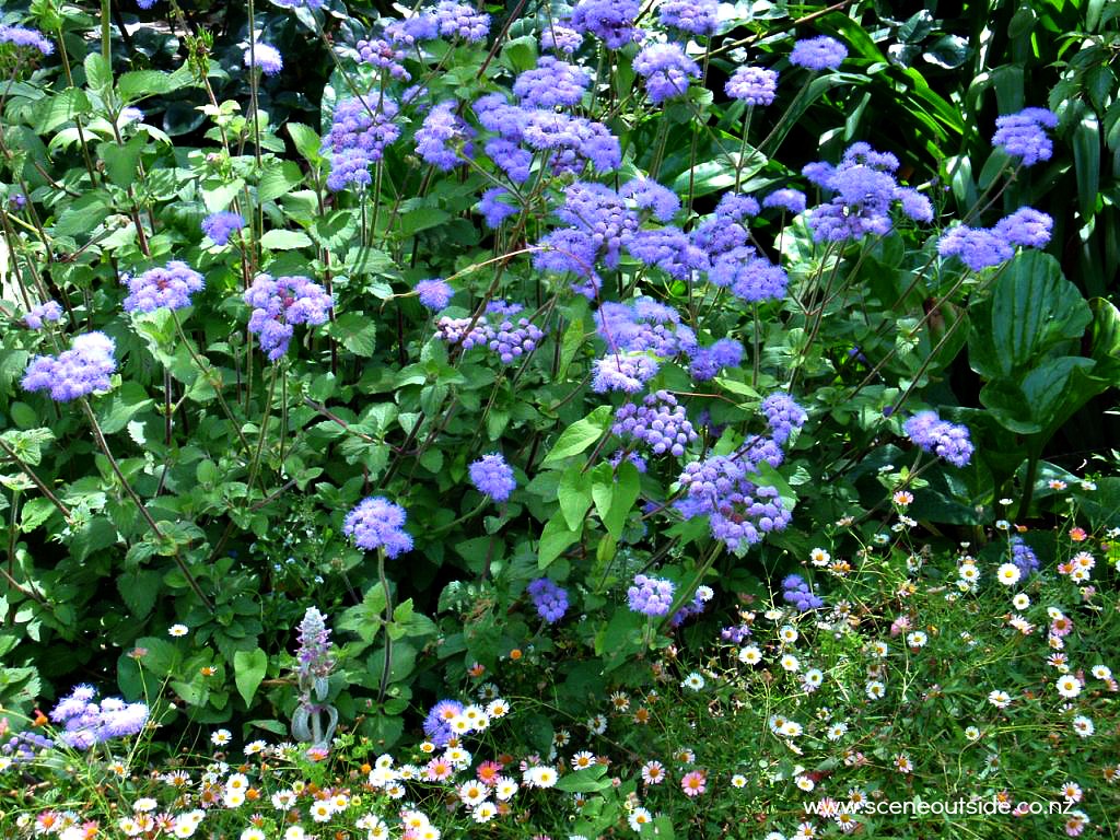 ageratum-houstonianum.jpg