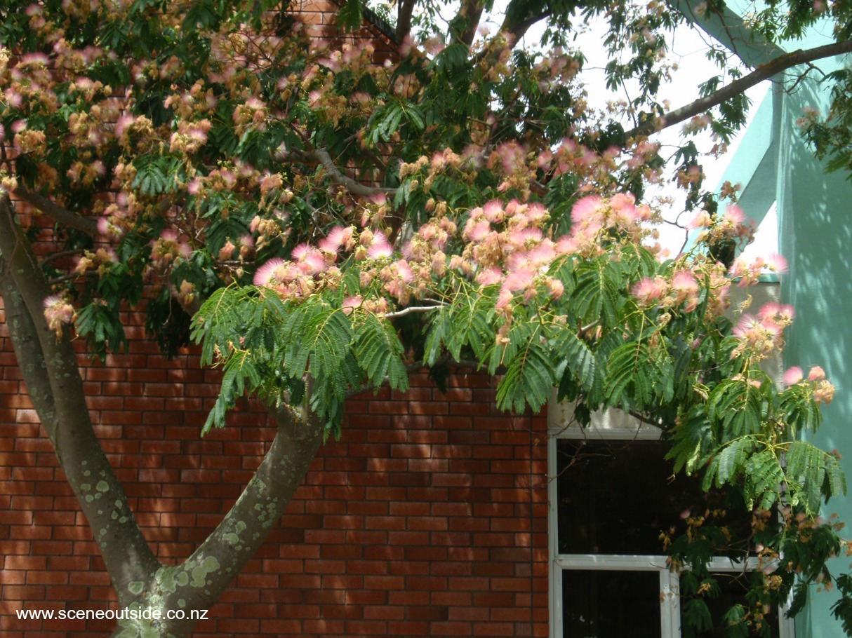 albizia-julibrissin.jpg