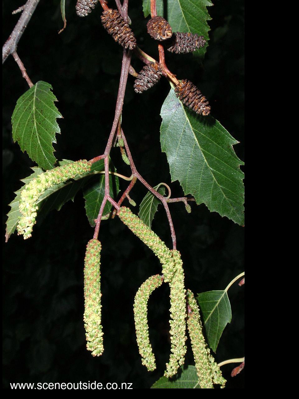 alnus-jorullensis-1.jpg