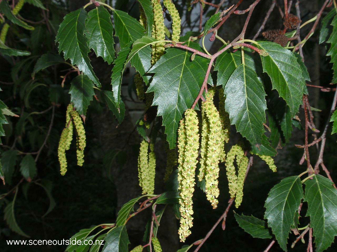 alnus-jorullensis.jpg