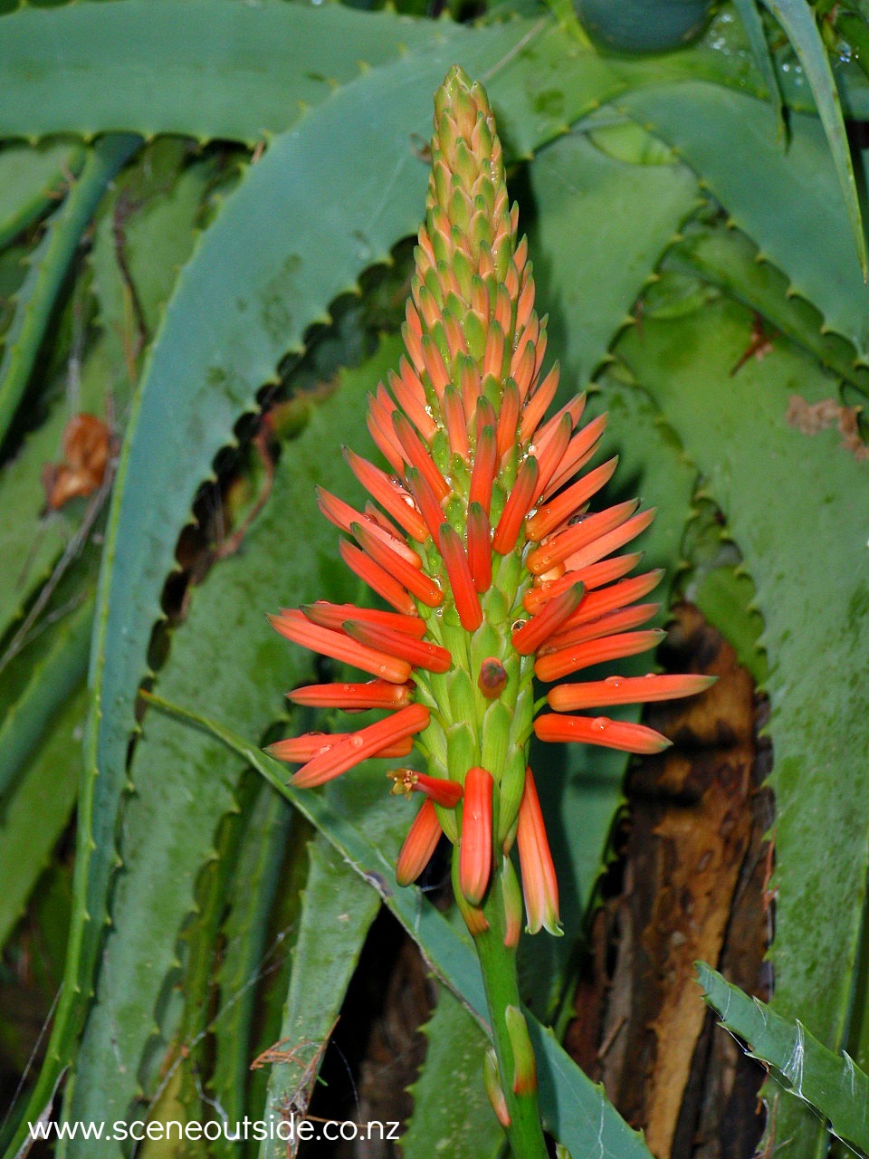 aloe-arborescens-2.jpg