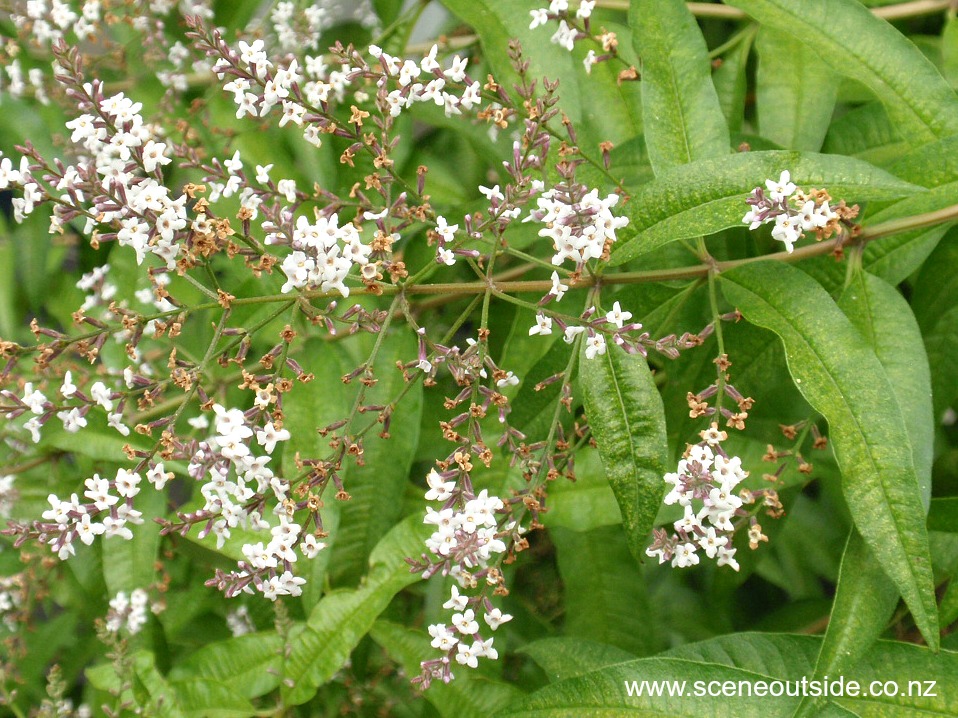 aloysia-citrodora.jpg