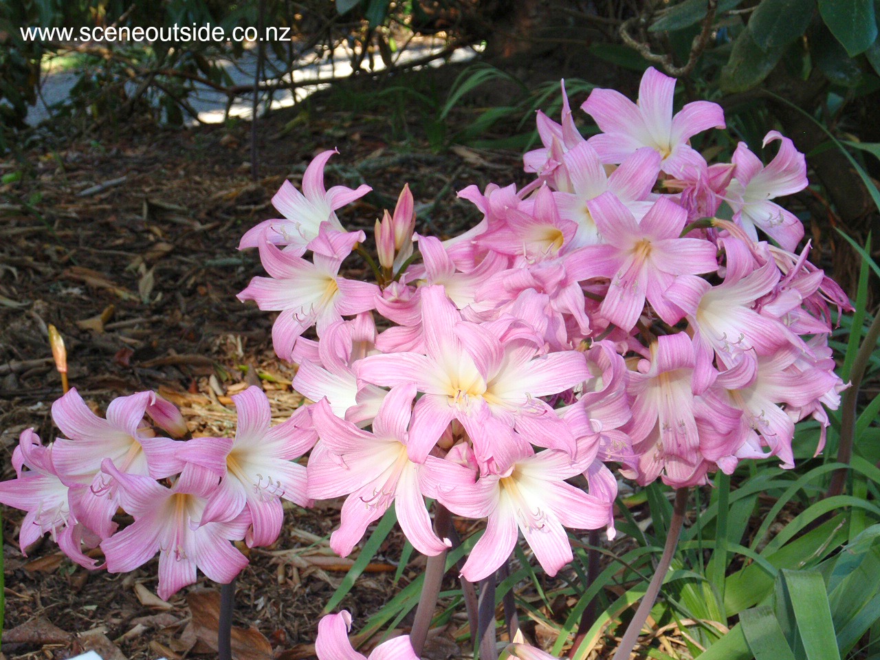 amaryllis-belladonna-1.jpg