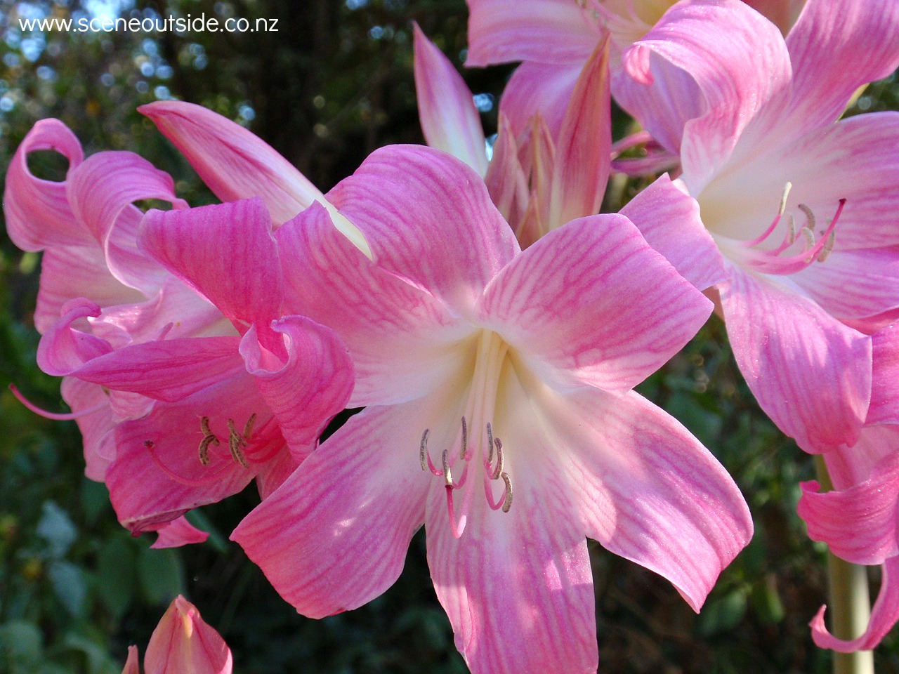 amaryllis-belladonna.jpg