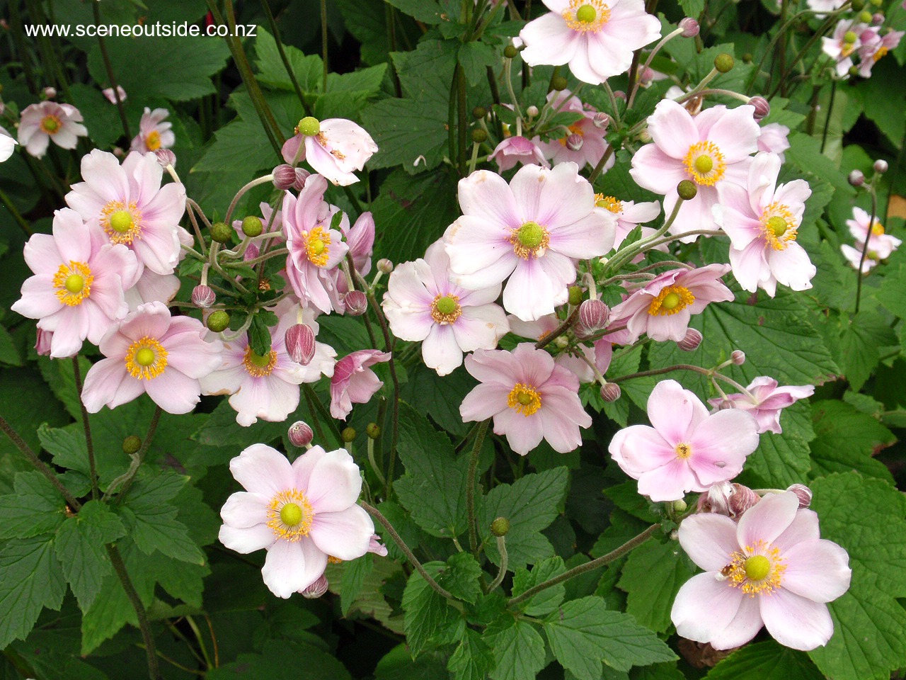 anemone-hybrida-1.jpg