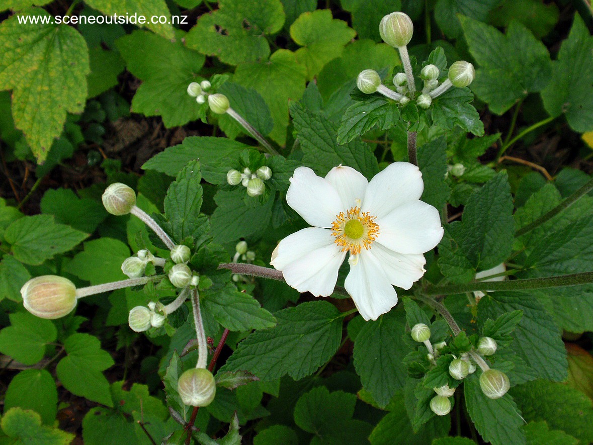 anemone-hybrida-honorine-jobert.jpg