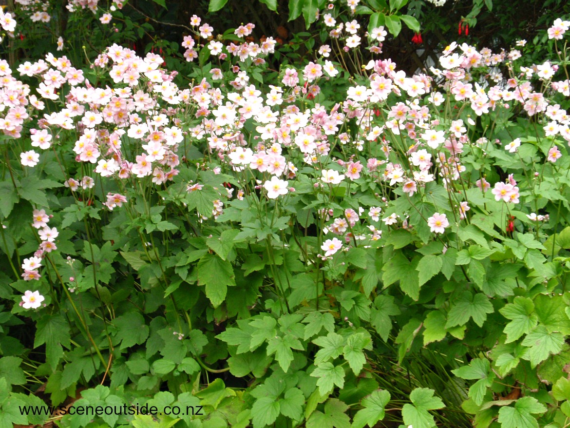 anemone-hybrida.jpg