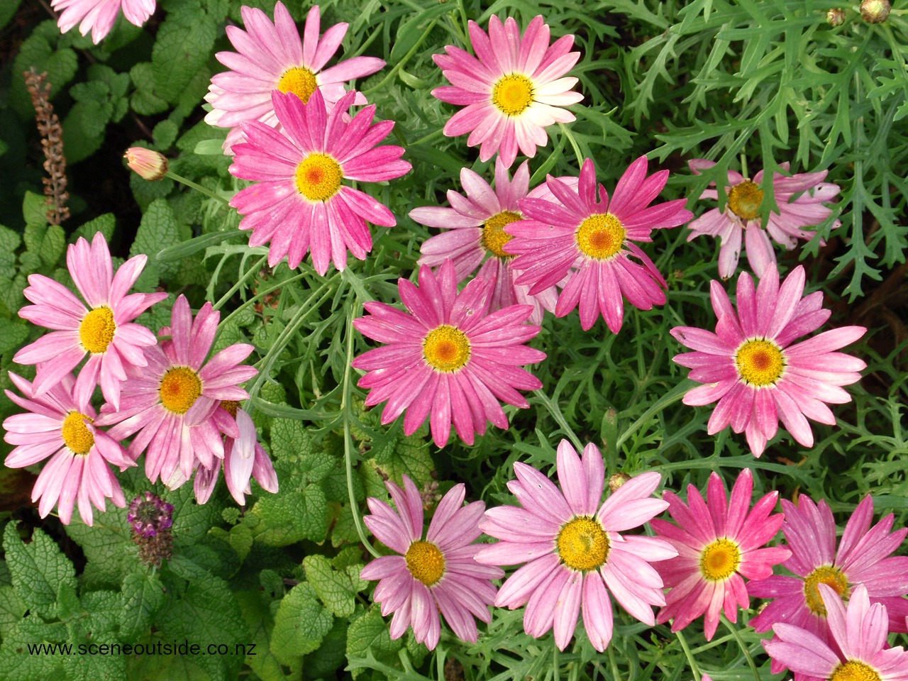 argyranthemum-double-act-1.jpg