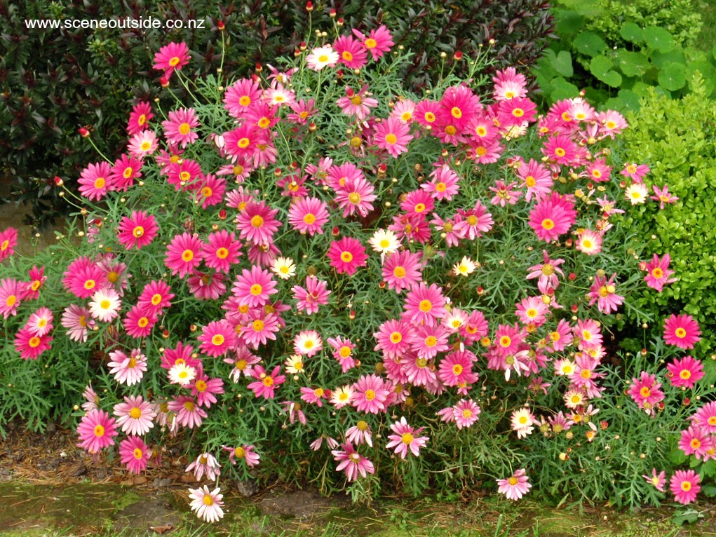 argyranthemum-double-act.jpg