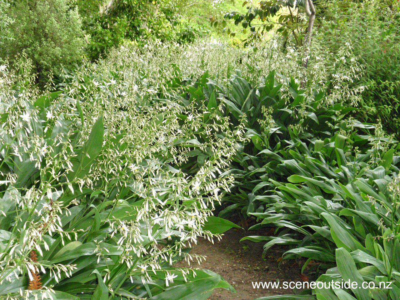 arthropodium-cirratum-1.jpg