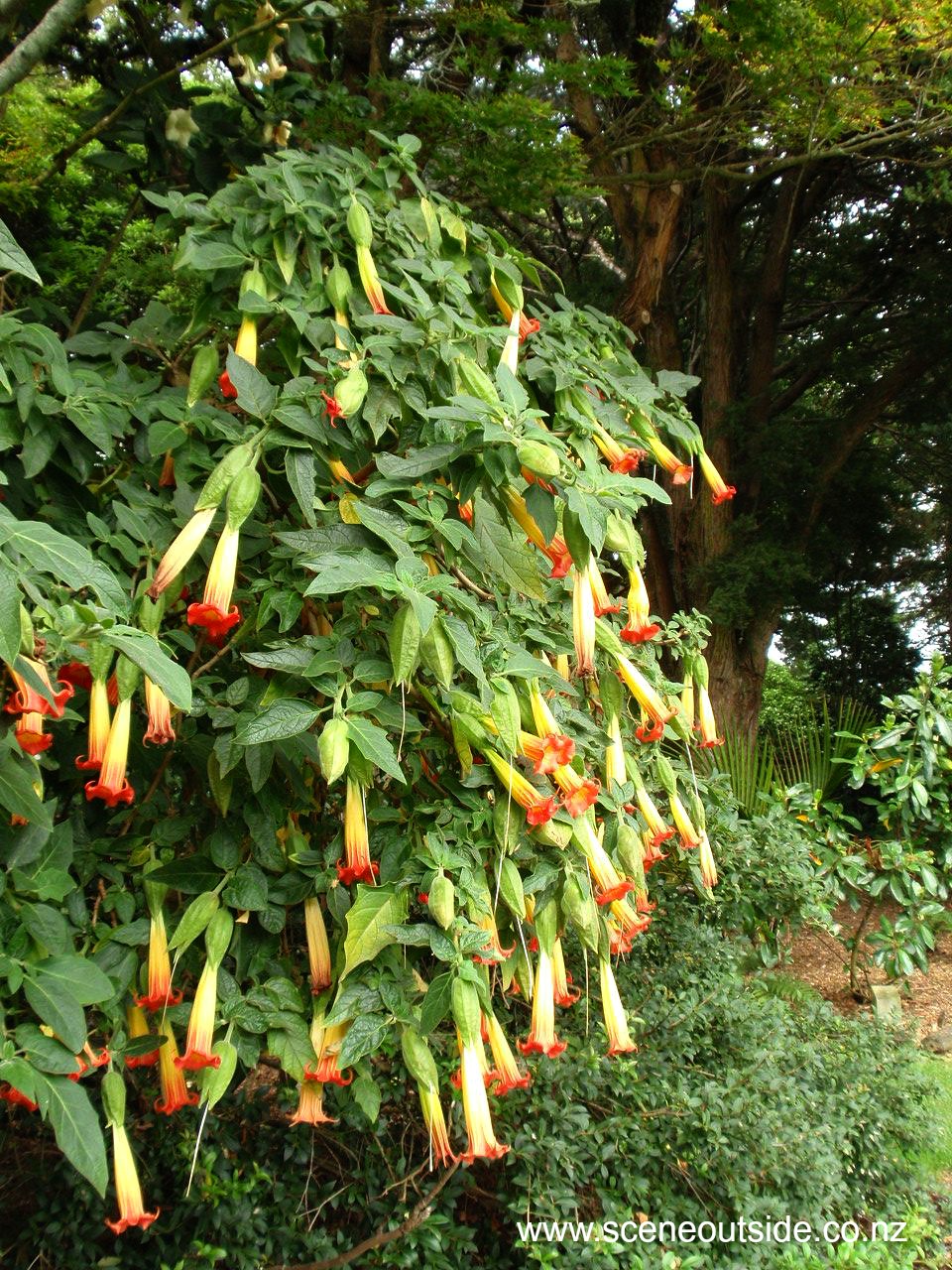 brugmansia-sanguinea-1.jpg