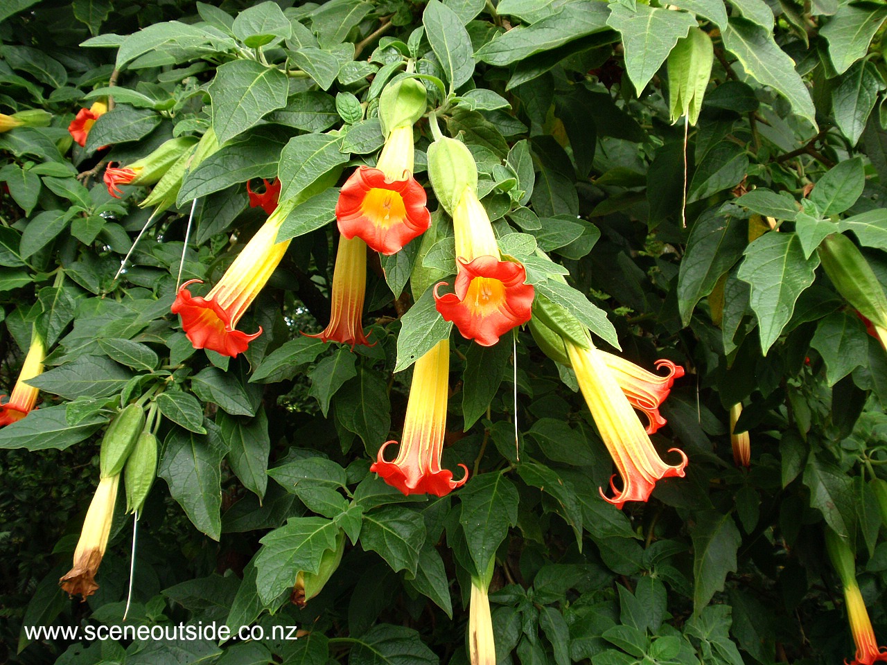 brugmansia-sanguinea-2.jpg