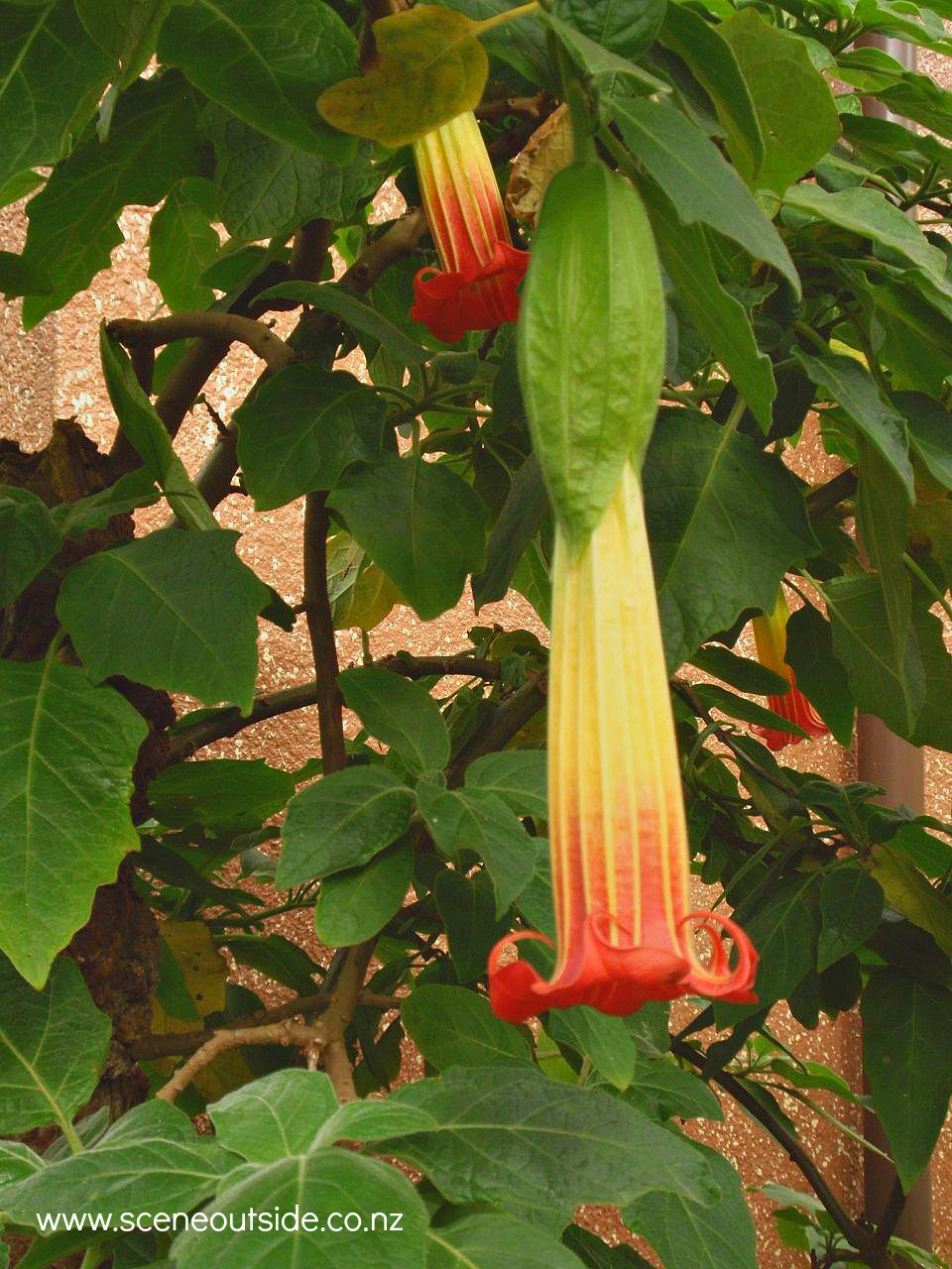 brugmansia-sanguinea.jpg