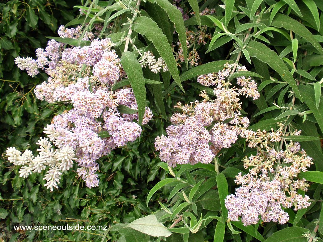 buddleja-salviifolia-1.jpg