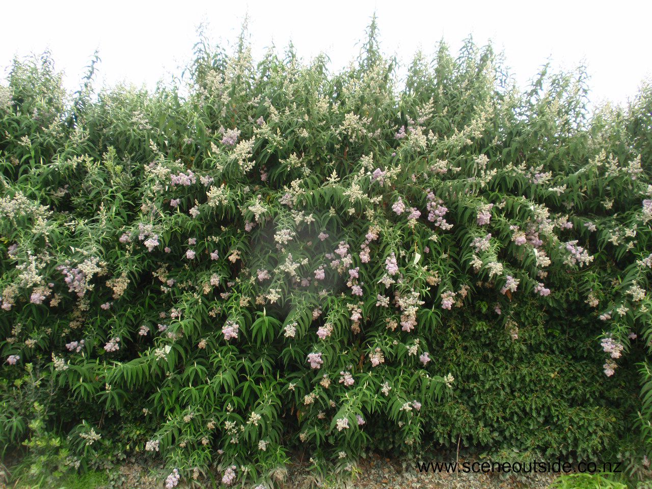 buddleja-salviifolia.jpg