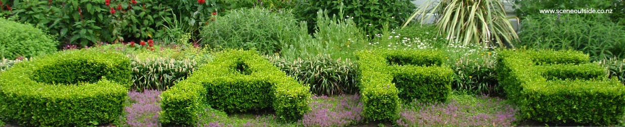 buxus-sempervirens-3.jpg