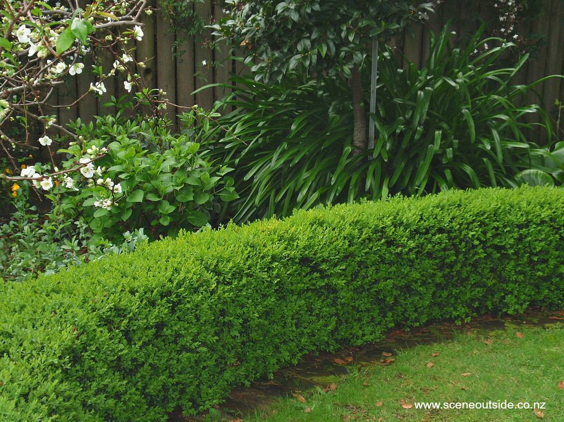 buxus-sempervirens-hedge.jpg