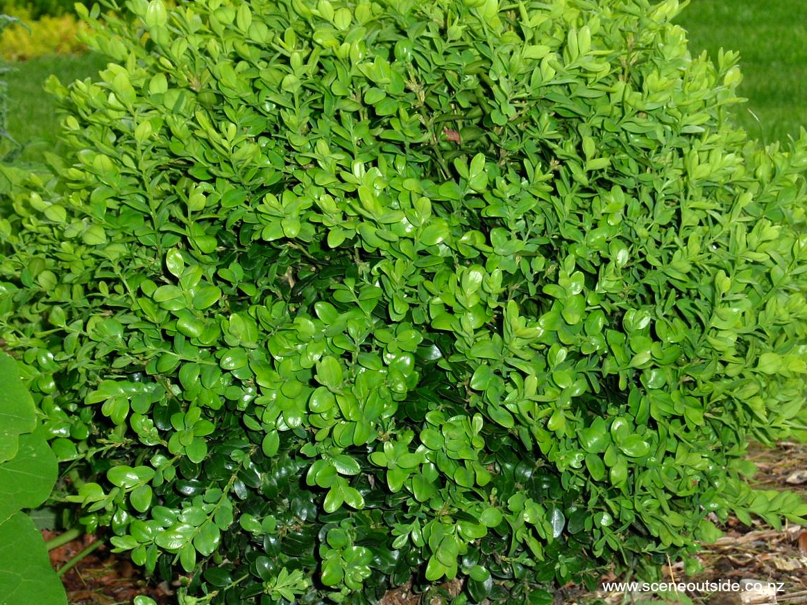 buxus-sempervirens.jpg