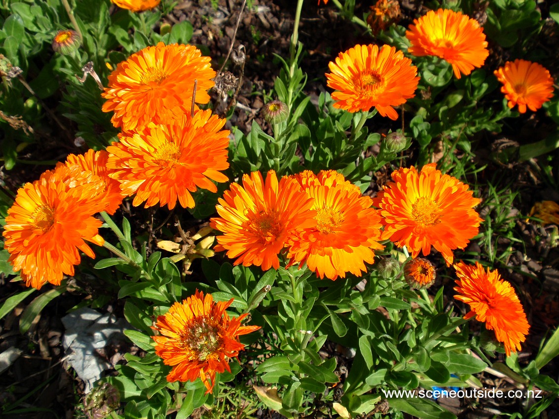 calendula-officinalis-1.jpg