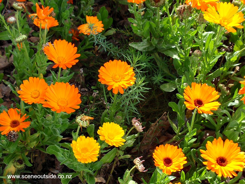 calendula-officinalis.jpg