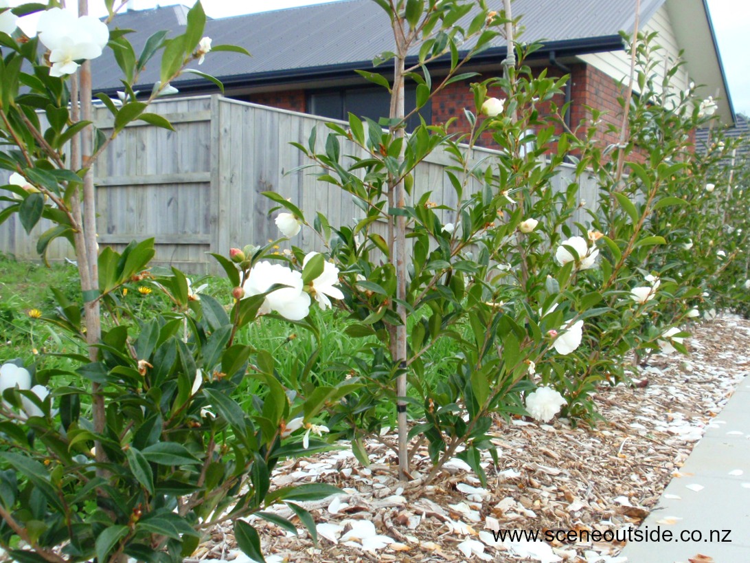 camellia-early-pearly-hedge.jpg