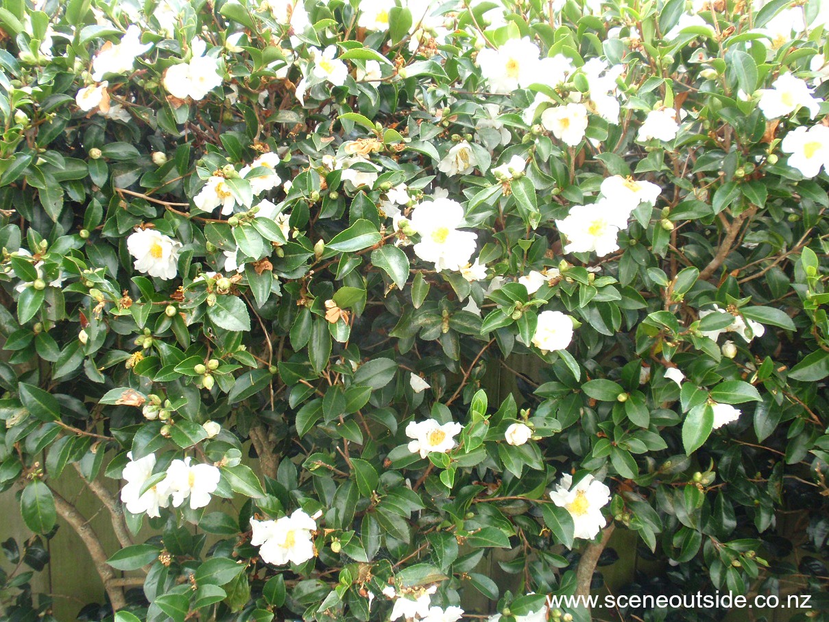 camellia-setsugekka-1.jpg