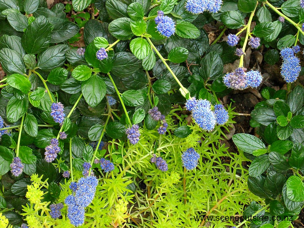 ceanothus-yankee-point-2.jpg