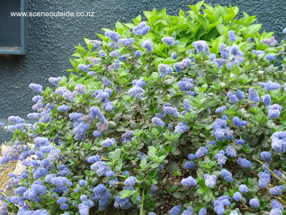 ceanothus-yankee-point-3.jpg