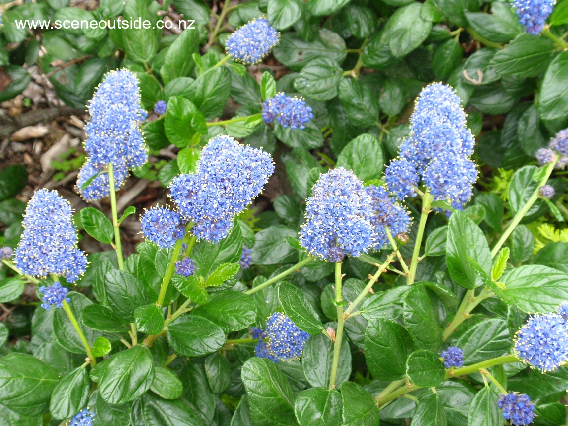 ceanothus-yankee-point.jpg