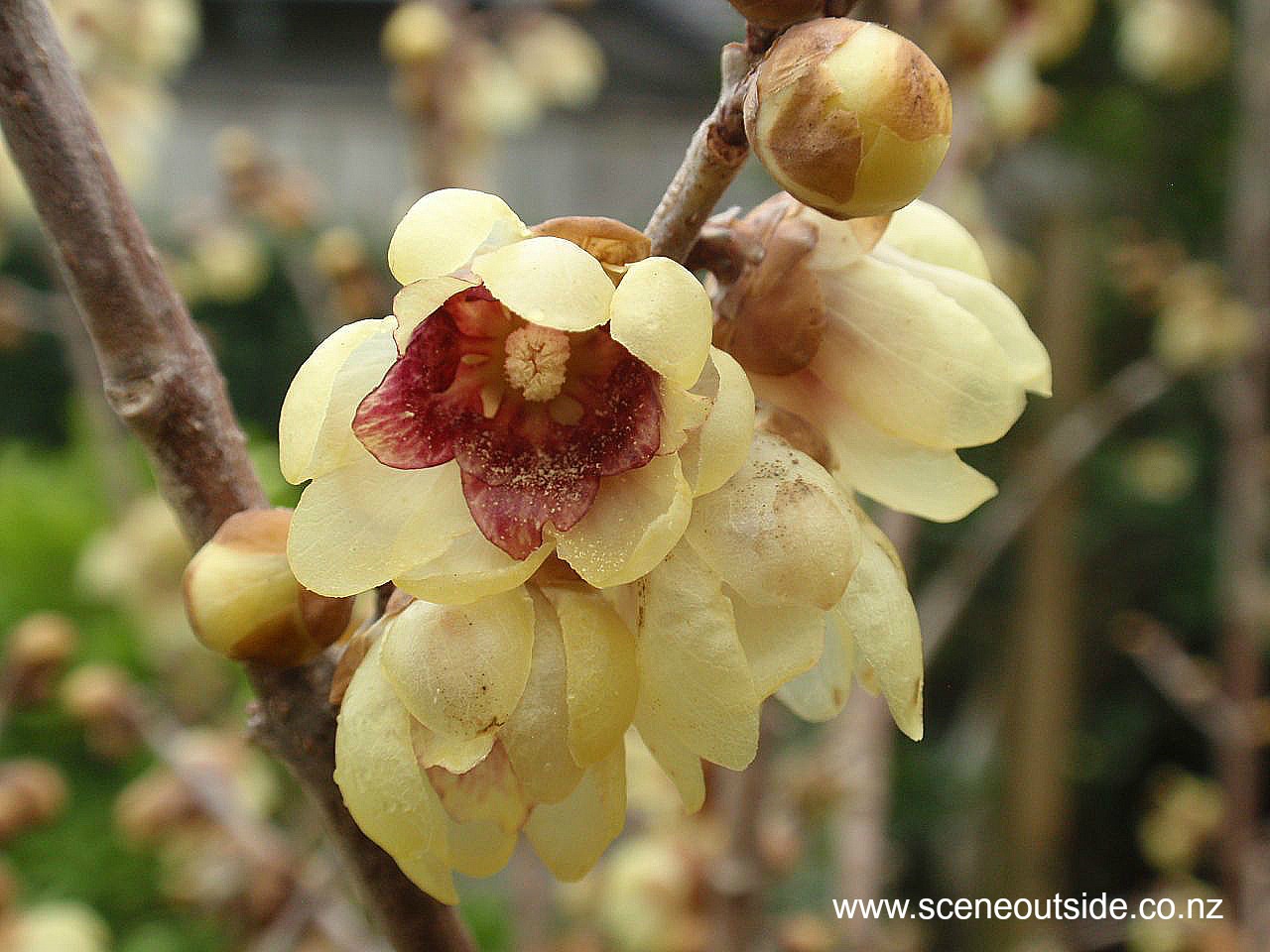 chimonanthus-praecox-2.jpg