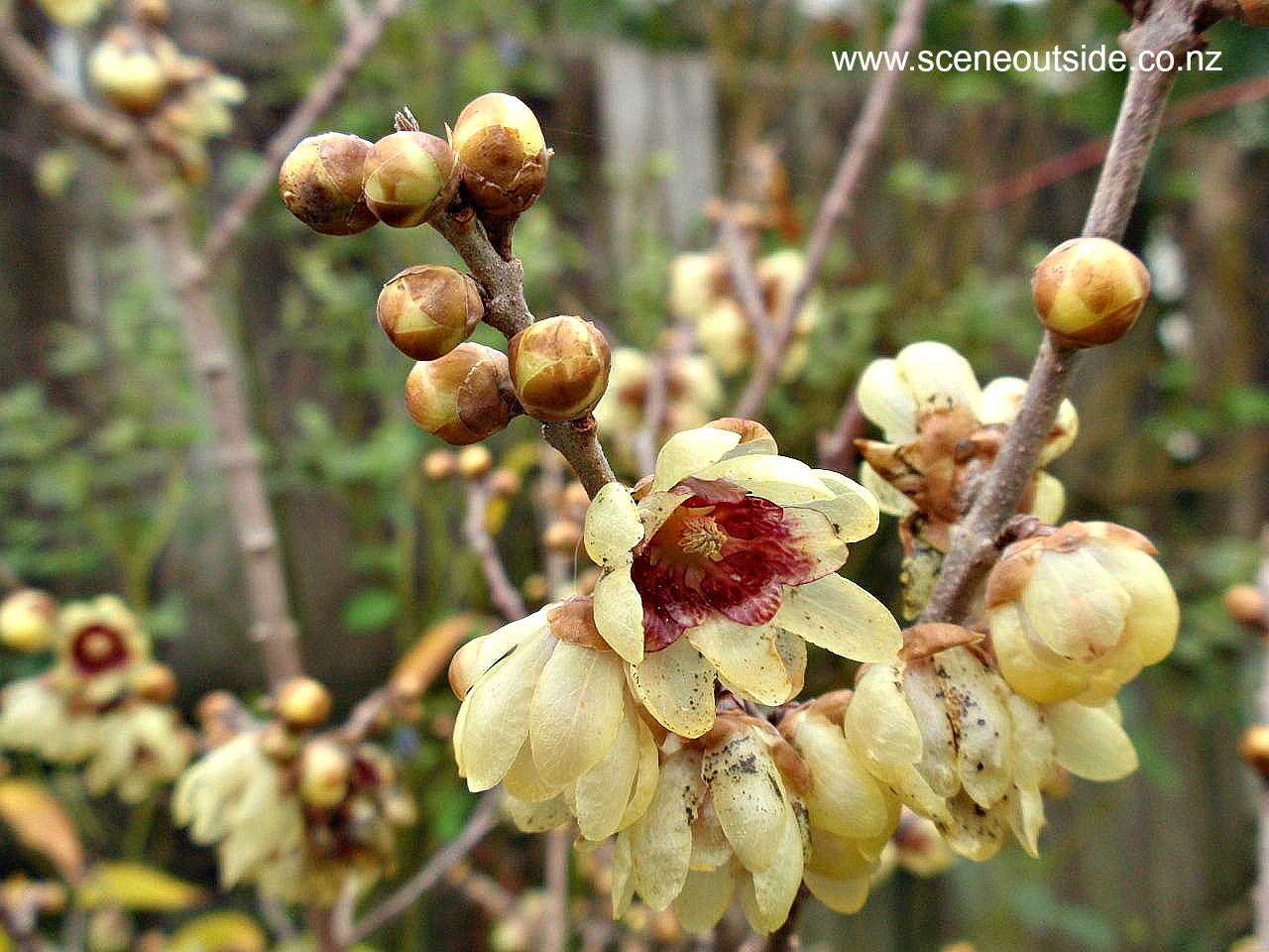 chimonanthus-praecox.jpg