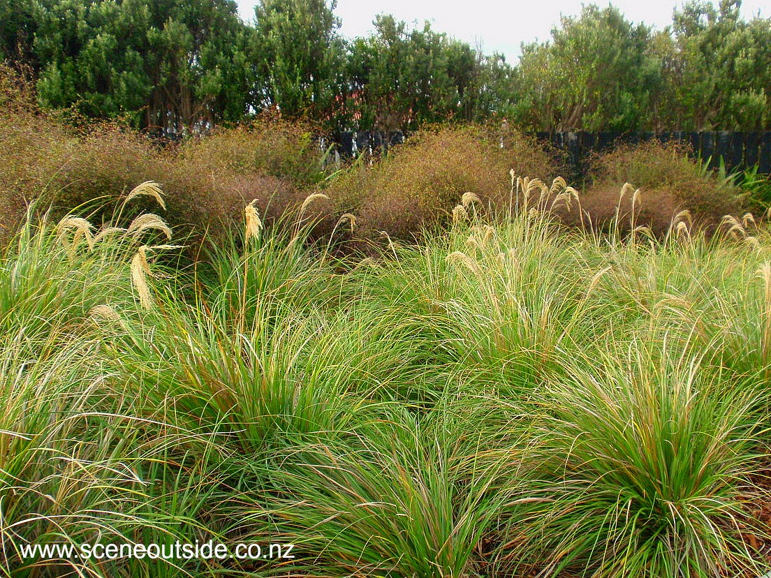 chionochloa-flavicans-1.jpg