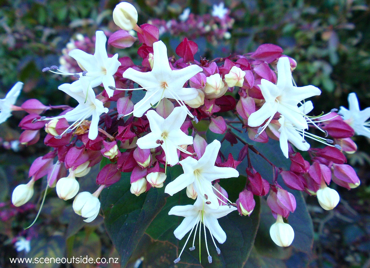 clerodendrum-trichotomum.jpg