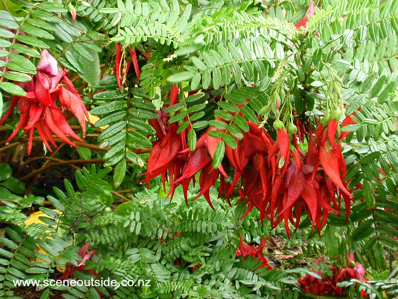 clianthus-maximus.jpg