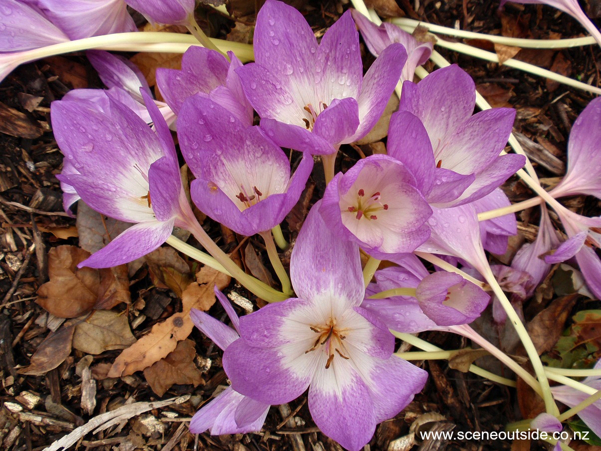 colchicum-autumnale.jpg