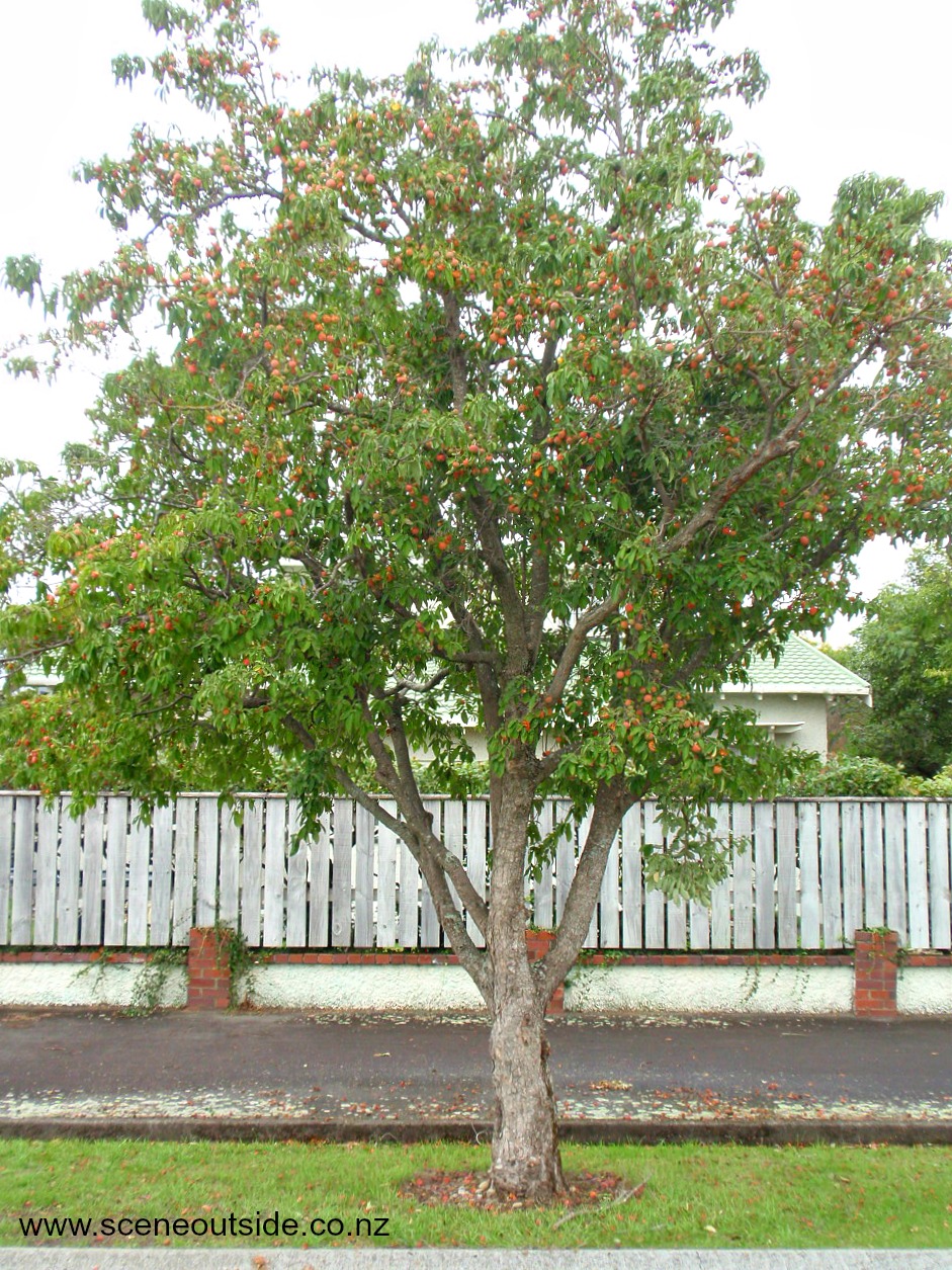 cornus-capitata-1.jpg