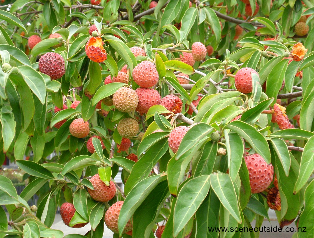 cornus-capitata-2.jpg