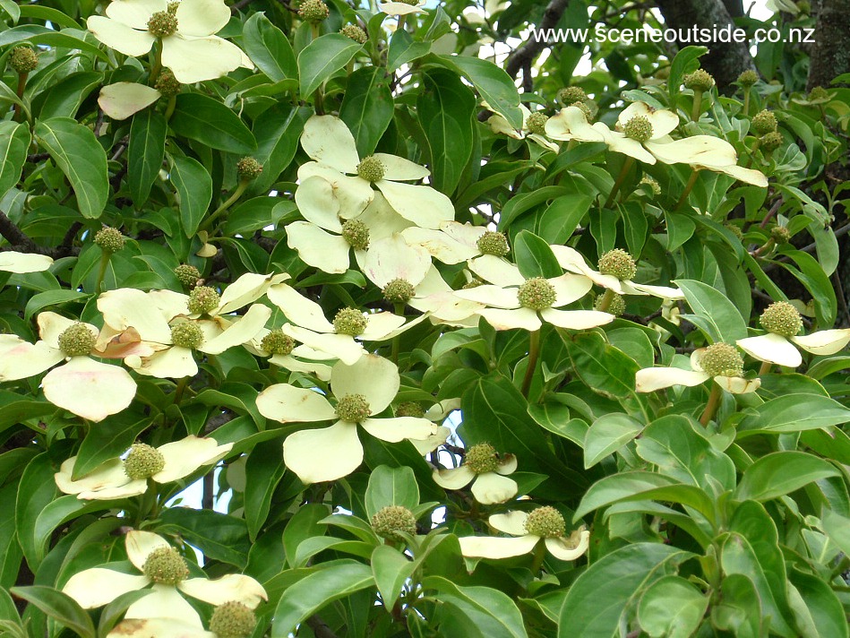 cornus-capitata-flowers.jpg