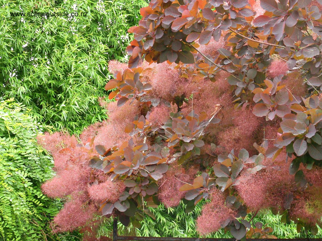 cotinus-coggygria-grace.jpg