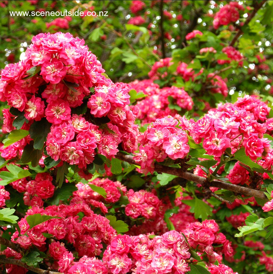 crataegus-paul-scarlet.jpg