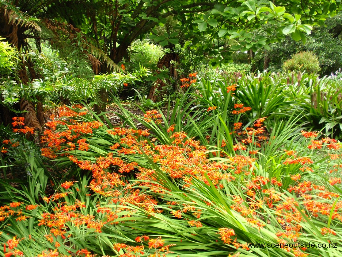 crocosmia-crocosmiifolia.jpg