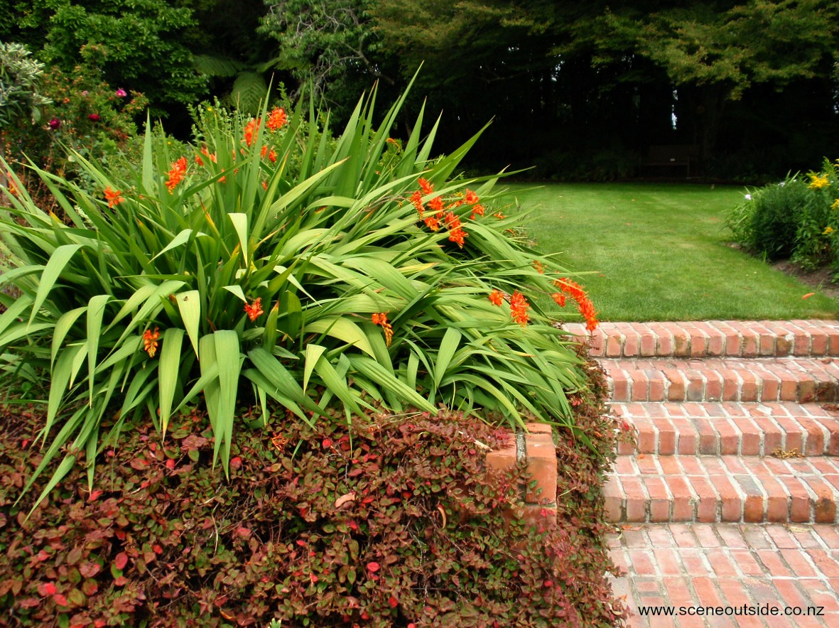 crocosmia.jpg